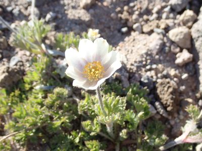 Anemone drummondii, photographed by John Brew