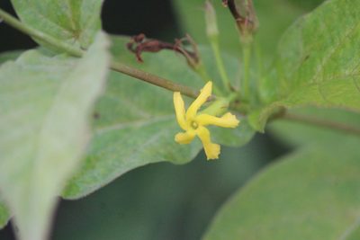 Mandevilla foliosa, photographed by José Belem Hernández Díaz