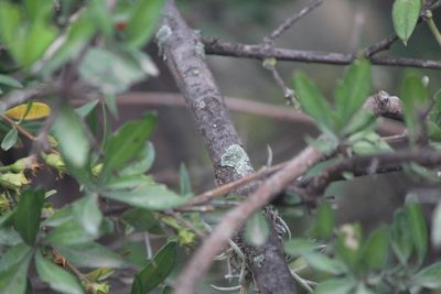 Citharexylum racemosum, photographed by José Belem Hernández Díaz