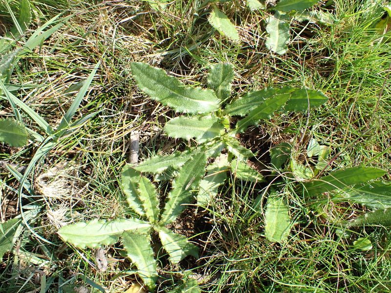 Cirsium dissectum, photographed by Robert H. Wardell