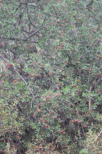Citharexylum racemosum, photographed by José Belem Hernández Díaz