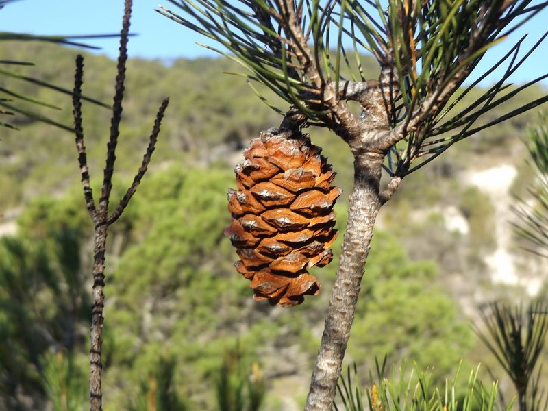 Pinus nelsonii, photographed by Dante S. Figueroa