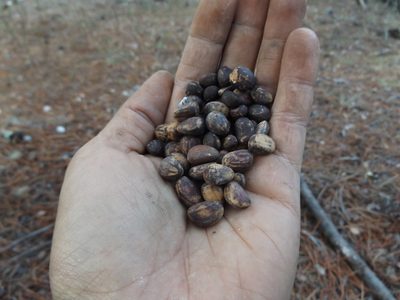 Pinus nelsonii, photographed by Dante S. Figueroa