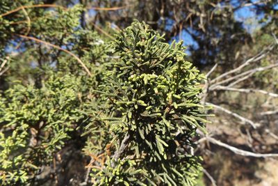 Juniperus durangensis, photographed by Dante S. Figueroa