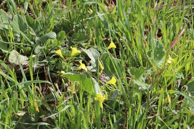 Oxalis compressa, photographed by Tony Rebelo