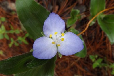 Matudanthus nanus, photographed by Dante S. Figueroa