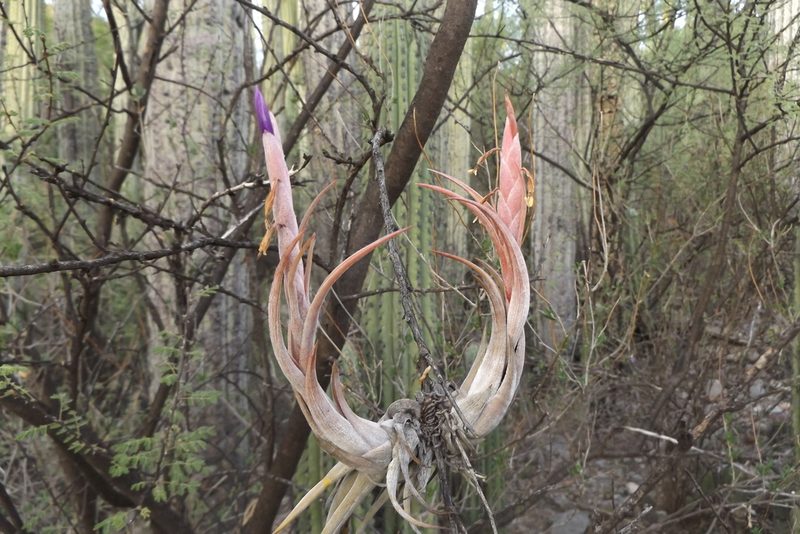 Tillandsia circinnatioides, photographed by Dante S. Figueroa