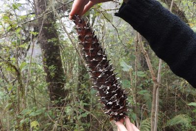 Pinus ayacahuite, photographed by Dante S. Figueroa