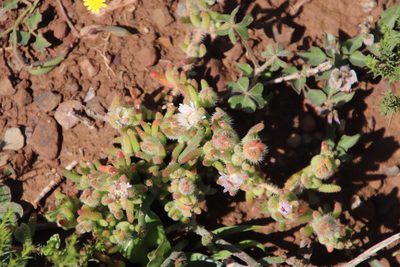Drosanthemum hispifolium, photographed by Tony Rebelo