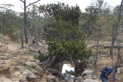 Juniperus durangensis, photographed by Dante S. Figueroa