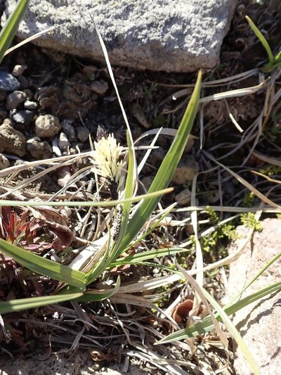 Carex spectabilis, photographed by John Brew