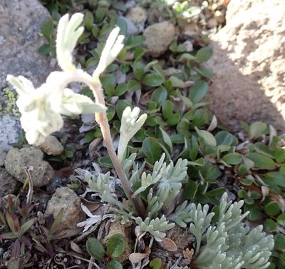 Artemisia furcata, photographed by John Brew