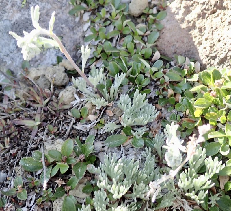 Artemisia furcata, photographed by John Brew