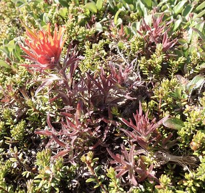 Castilleja rupicola, photographed by John Brew