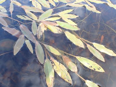 Potamogeton polygonifolius, photographed by Robert H. Wardell