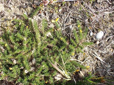 Ulex minor, photographed by Robert H. Wardell