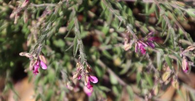 Polygala affinis, photographed by Tony Rebelo