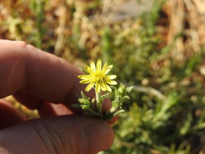 Osteospermum muricatum, photographed by Matthew Fainman