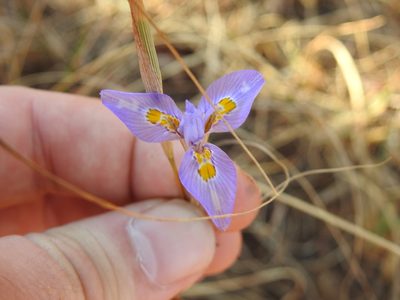 Moraea stricta, photographed by Matthew Fainman