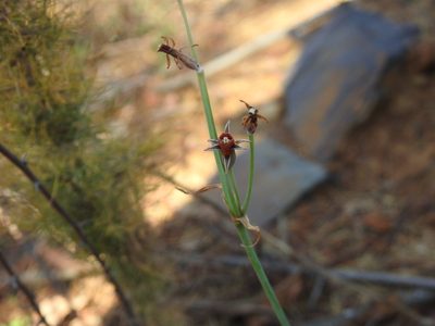 Tulbaghia acutiloba, photographed by Matthew Fainman