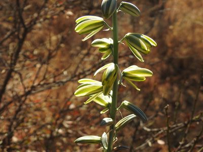 Albuca glauca, photographed by Matthew Fainman