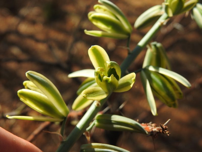 Albuca glauca, photographed by Matthew Fainman