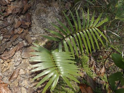 Zamia paucijuga, photographed by Dante S. Figueroa