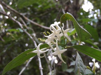 Faramea occidentalis, photographed by Dante S. Figueroa