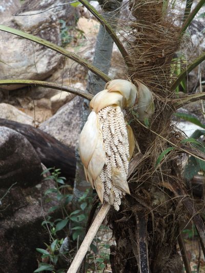 Cryosophila nana, photographed by Dante S. Figueroa