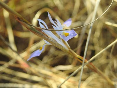 Moraea stricta, photographed by Matthew Fainman