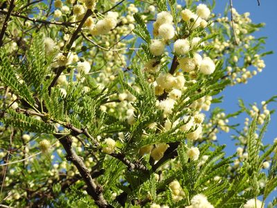 Vachellia robusta, photographed by Matthew Fainman