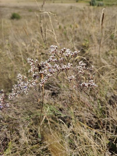 Limonium bungei, photographed by Denys Vynokurov