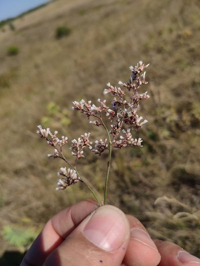 Limonium bungei, photographed by Denys Vynokurov