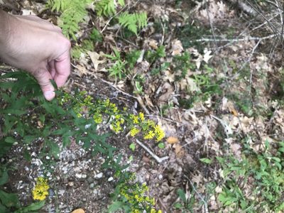 Solidago puberula, photographed by Desiree L. Narango
