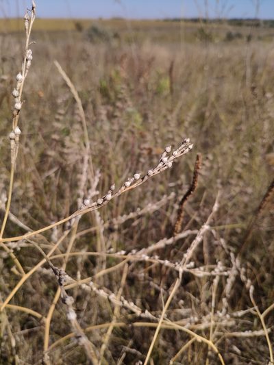 Rapistrum perenne, photographed by Denys Vynokurov