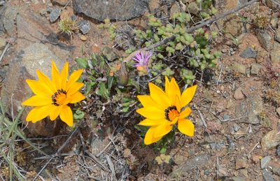 Gazania heterochaeta, photographed by flamelily