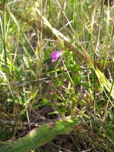 Agalinis neoscotica, photographed by Mike Zifkin