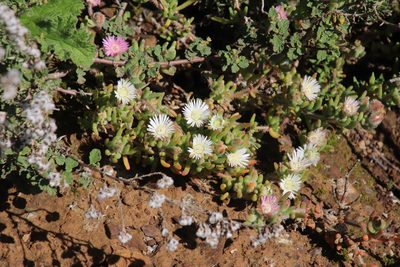 Drosanthemum hispifolium, photographed by Tony Rebelo