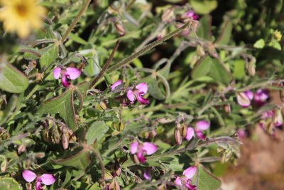 Polygala affinis, photographed by Tony Rebelo