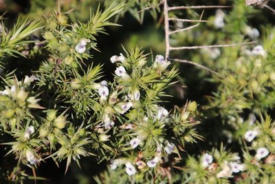 Muraltia ononidifolia, photographed by Tony Rebelo