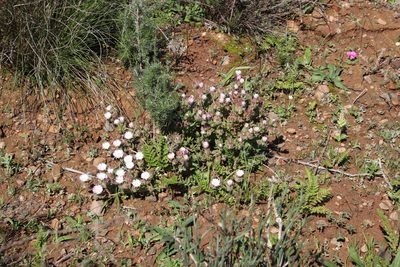 Drosanthemum hispifolium, photographed by Tony Rebelo
