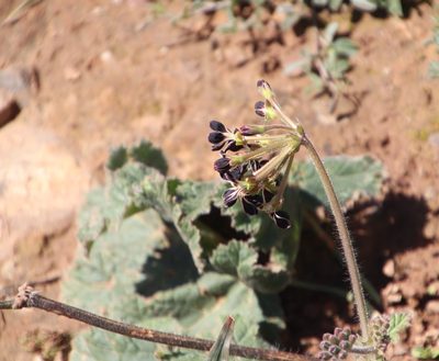 Pelargonium lobatum, photographed by Tony Rebelo