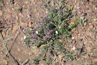 Polygala affinis, photographed by Tony Rebelo