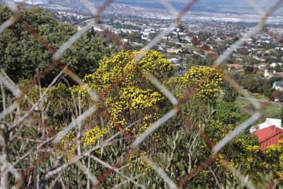 Euryops virgineus, photographed by Tony Rebelo