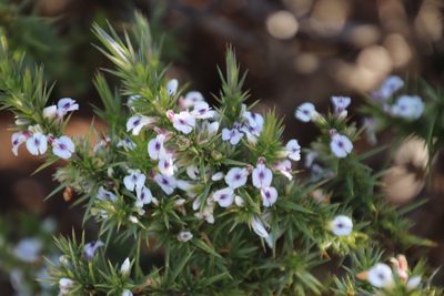 Muraltia ononidifolia, photographed by Tony Rebelo