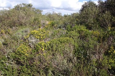 Euryops linifolius, photographed by Tony Rebelo