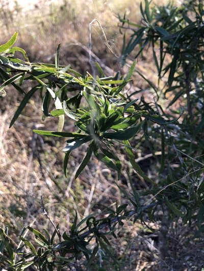 Dolichandrone alternifolia, photographed by elawrey
