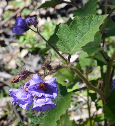 Solanum campanulatum, photographed by ronavery