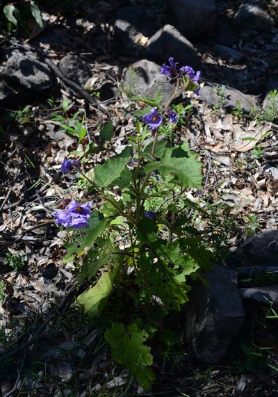 Solanum campanulatum, photographed by ronavery