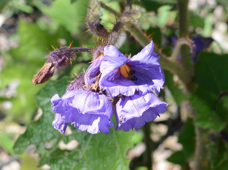 Solanum campanulatum, photographed by ronavery